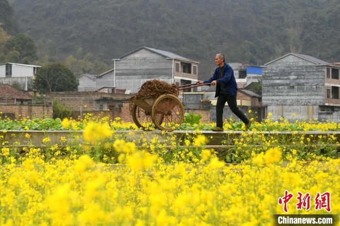 農(nóng)民在田間地頭勞作?！×喂飧?攝