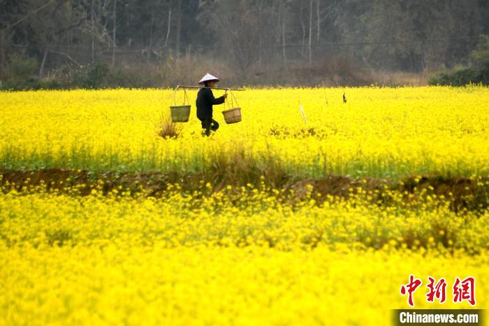 農(nóng)民在田間地頭勞作?！×喂飧?攝