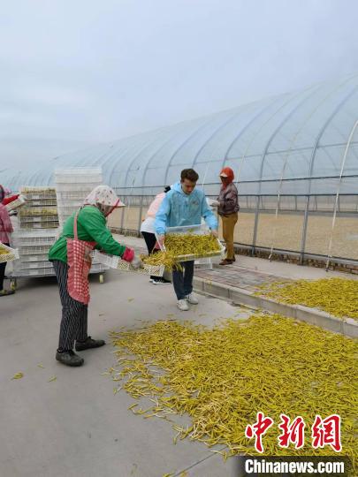 在山西大同，瑞思和當(dāng)?shù)卮迕褚黄鹆罆顸S花?！∩轿鲝V播電視臺(tái)供圖