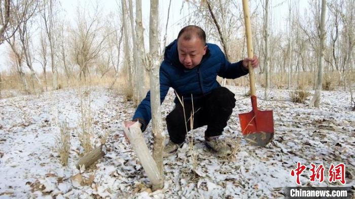 新疆兵團(tuán)沙海護(hù)林員的堅(jiān)守：“我們守護(hù)防護(hù)林，防護(hù)林守護(hù)我們的家園”