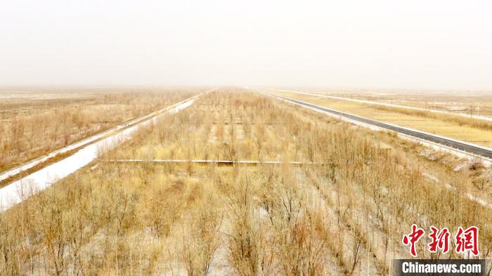 沙漠種樹(shù)成活率越來(lái)越高，生態(tài)環(huán)境持續(xù)改善?！∴嵙?攝