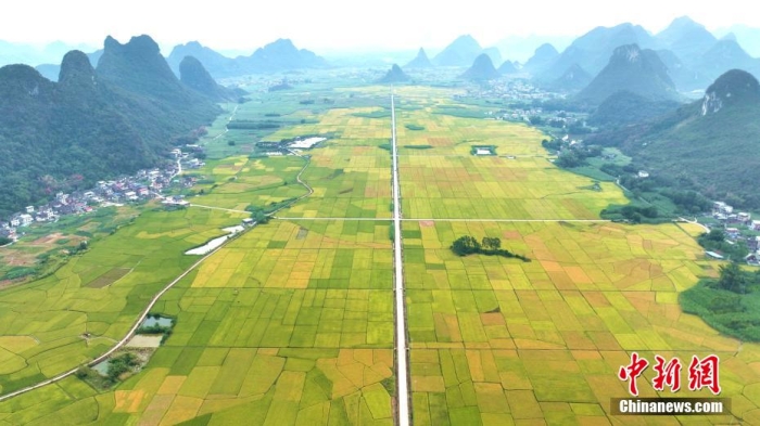 資料圖 圖為素有“桂北糧倉”美譽廣西柳州市柳城縣 湯曉逵 攝