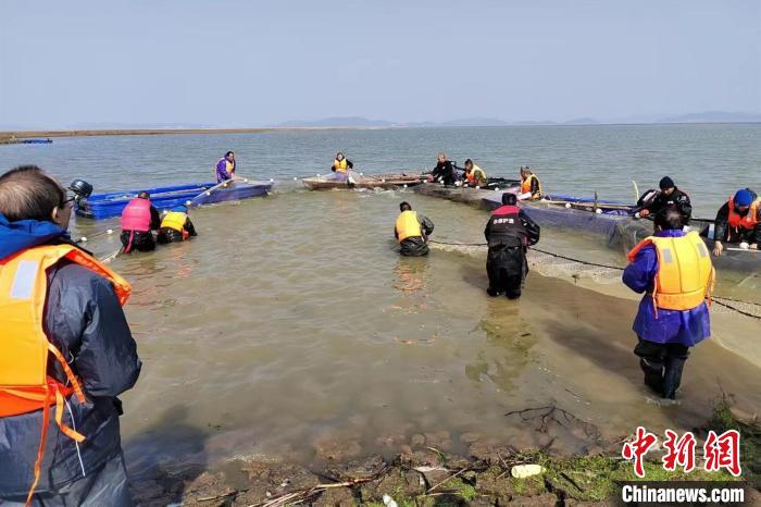 13日至15日，江西在鄱陽湖松門山水域開展長江江豚遷地保護行動。　詹定鸝 攝