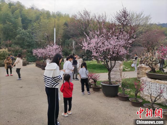 臺(tái)胞臺(tái)屬欣賞梅花 王全 供圖