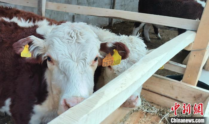 助力鄉(xiāng)村產業(yè)振興，天津產業(yè)援疆再結碩果?！√旖蛟爸?攝