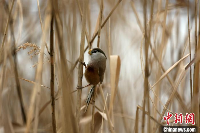 圖為震旦鴉雀?！∩綎|省環(huán)科院 供圖