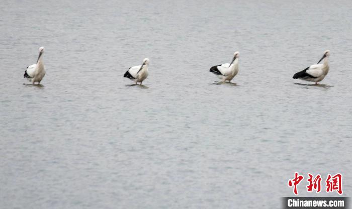 圖為東方白鸛在水中嬉戲。　山東省環(huán)科院 供圖