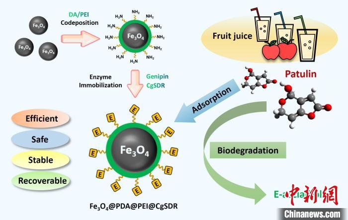 固定化酶制備過程及作用機(jī)制示意圖?！≈锌圃褐参锼?供圖