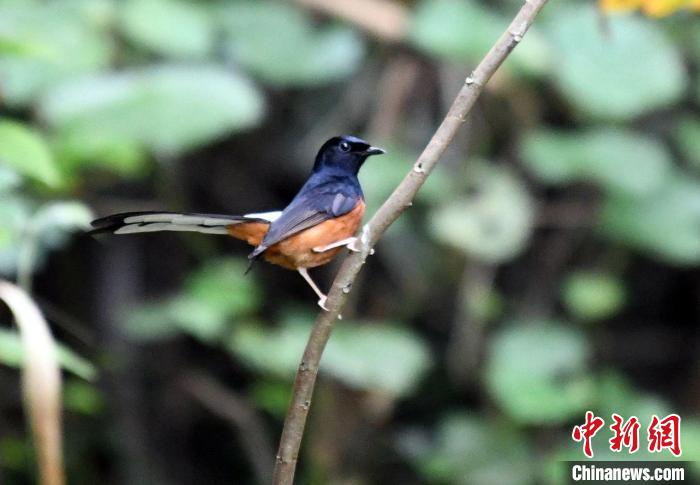 在廣西龍州縣逐卜鄉(xiāng)弄崗村隴亨屯拍攝的白腰鵲鴝?！∈Y雪林 攝