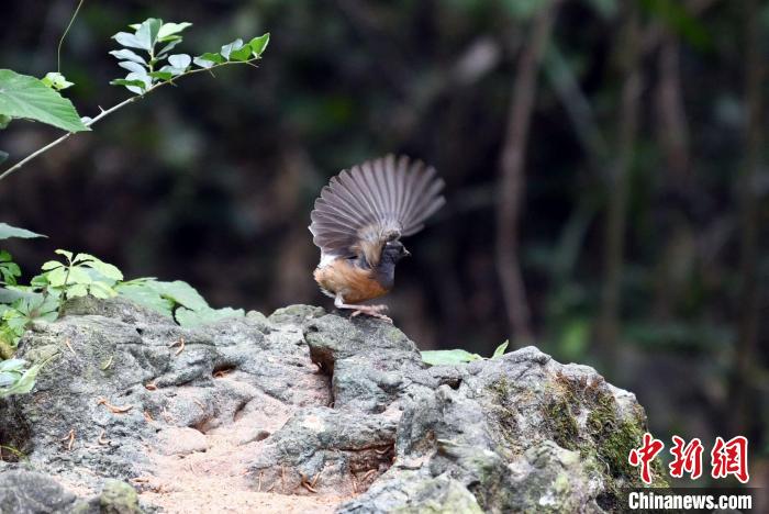在廣西龍州縣逐卜鄉(xiāng)弄崗村隴亨屯拍攝的白腰鵲鴝。　蔣雪林 攝