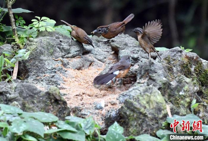 在廣西龍州縣逐卜鄉(xiāng)弄崗村隴亨屯拍攝的斑頸穗鹛?！∈Y雪林 攝