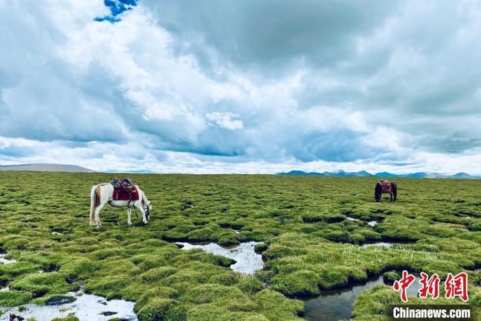 圖為青海草原?！±罱瓕?攝
