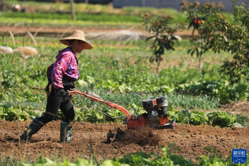 1月31日，在江西省吉安市泰和縣澄江鎮(zhèn)南門村，農(nóng)民在田間翻耕整地，準(zhǔn)備春播春種。新華社發(fā)（鄧和平 攝）