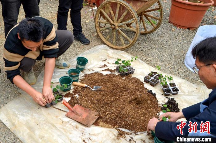 圖為工作人員將“太空洋紫荊”幼苗從育種盤移植至大盆中。　廖宏偉 攝