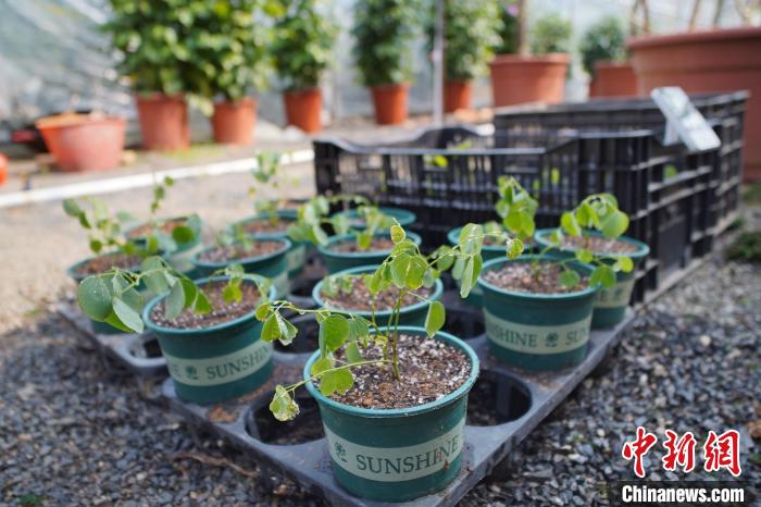 圖為“太空洋紫荊”幼苗?！№f國(guó)政 攝