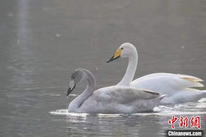 2月27日，30多只大天鵝飛臨北京市平谷區(qū)金海湖。它們在春日暖陽下的湖水中息憩?！⊥觚堒S 攝