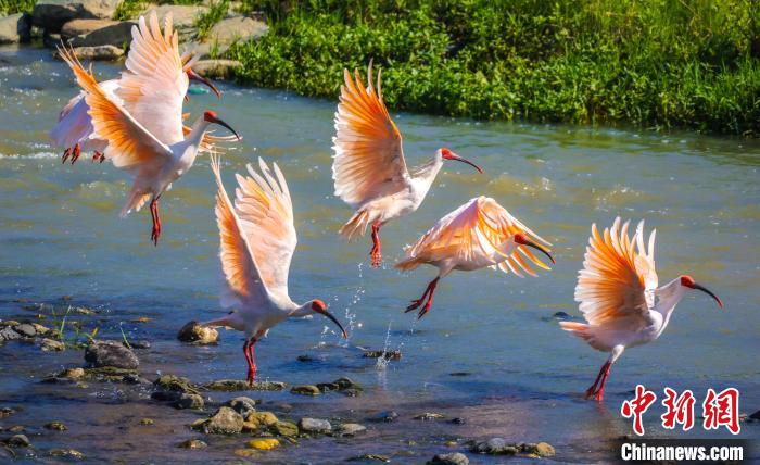 在澗池鎮(zhèn)月河河畔，朱鹮成群結(jié)隊(duì)在河面翩翩起舞。攝影：陳善快 陳善快 攝
