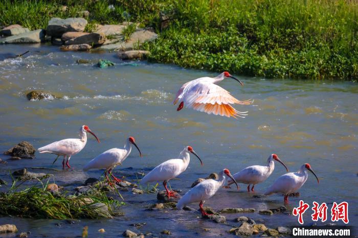 朱鹮。攝影：陳善快 陳善快 攝