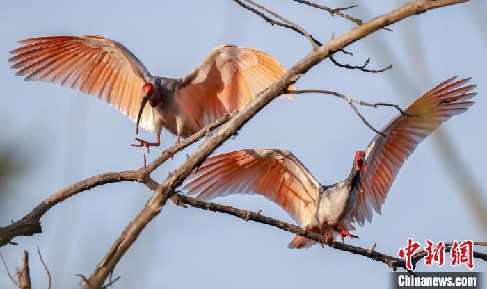 在澗池鎮(zhèn)洞河村所攝，兩只朱鹮在枝頭翩翩起舞。攝影：尹正軍 尹正軍 攝