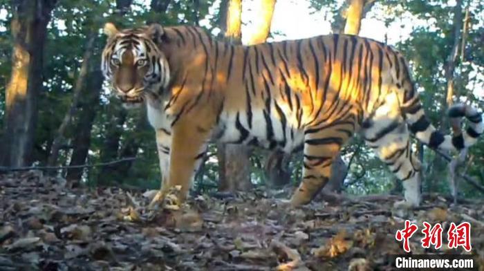 東北虎豹等極度瀕危物種在吉林實(shí)現(xiàn)種群恢復(fù)性增長