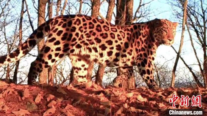 東北虎豹國家公園的東北豹(紅外相機(jī)拍攝) 吉林省林業(yè)和草原局供圖