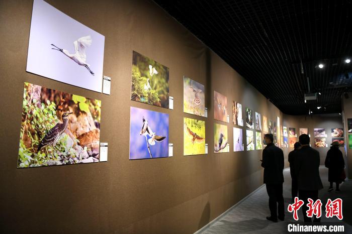 市民觀看精美的鳥(niǎo)類圖片展?！⊥鯑|明 攝