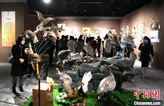 市民觀看靈動(dòng)鮮活的動(dòng)物標(biāo)本?！⊥鯑|明 攝