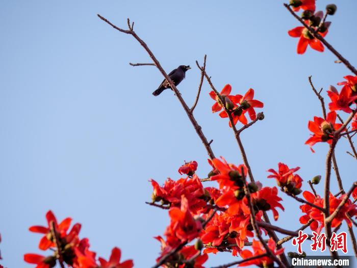 木棉花開(kāi)，吸引鳥(niǎo)兒覓食嬉戲?！×栝?攝