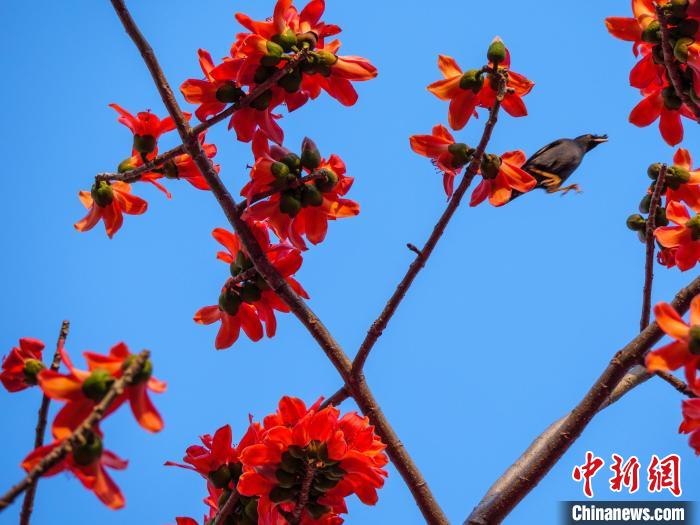 木棉花開(kāi)，吸引鳥(niǎo)兒覓食嬉戲。　凌楠 攝