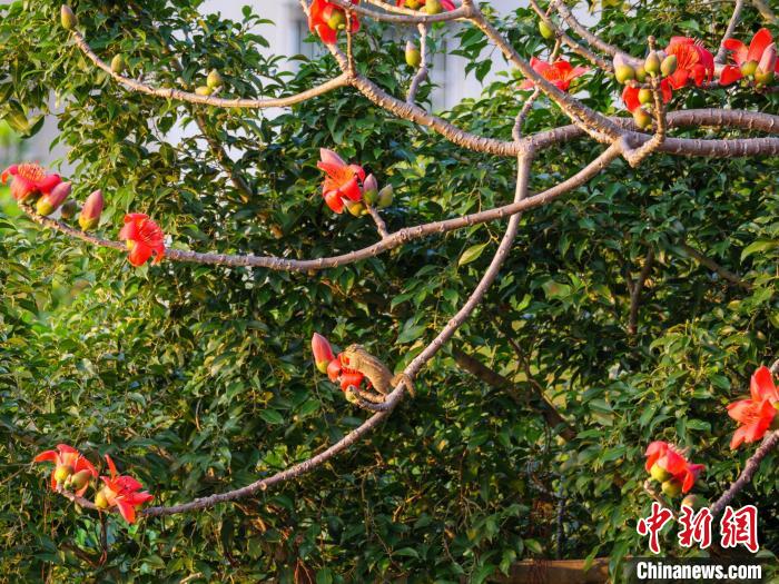 一只松鼠正在盛開(kāi)的木棉花上覓食?！×栝?攝