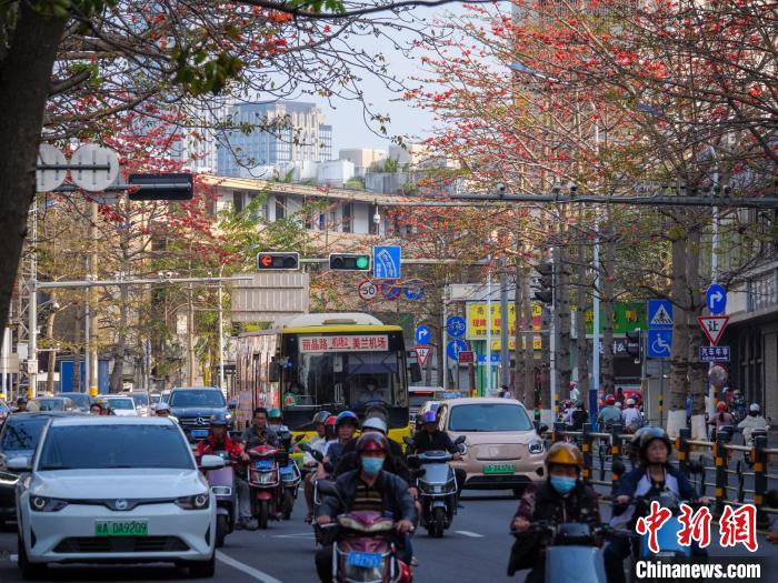 ?？谖逯干铰穬蓚?cè)木棉花盛開(kāi)。　凌楠 攝