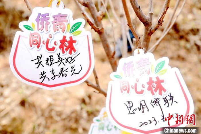 圖為“僑青同心林”標(biāo)簽?！±钏荚?攝