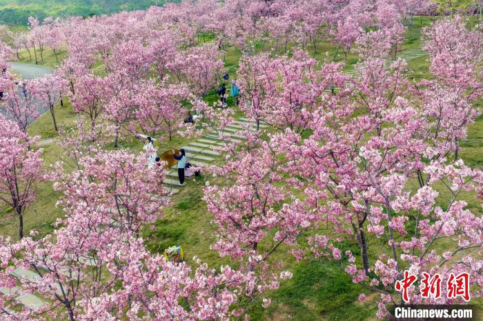 游人徜徉其中仿佛置身“粉色花?！??！『喂饷?攝
