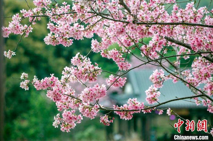 滿園櫻花盛放，美不勝收?！『喂饷?攝