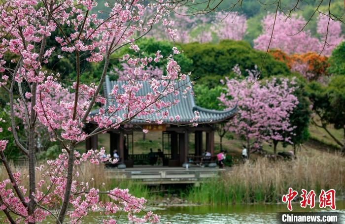 櫻花綻放春景如畫。　何光民 攝