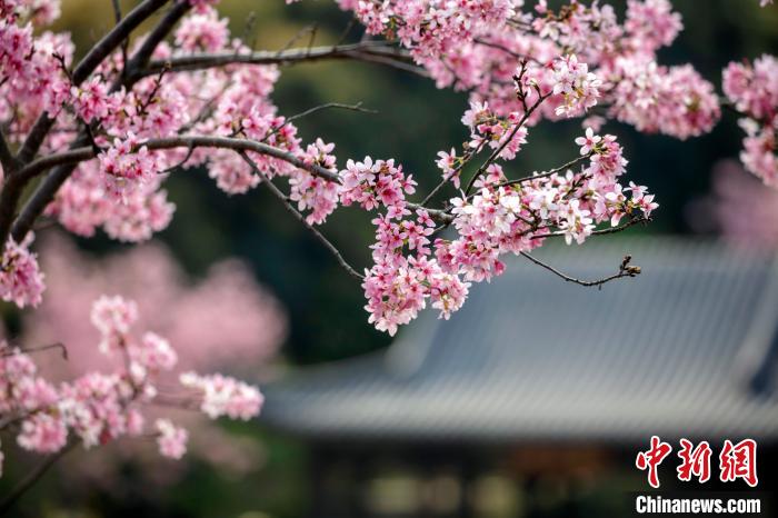 滿園櫻花盛放，美不勝收?！『喂饷?攝