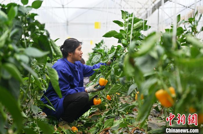 工作人員在賀州市平桂區(qū)羊頭鎮(zhèn)現(xiàn)代設(shè)施農(nóng)業(yè)產(chǎn)業(yè)園采收黃彩椒?！∮峋?攝