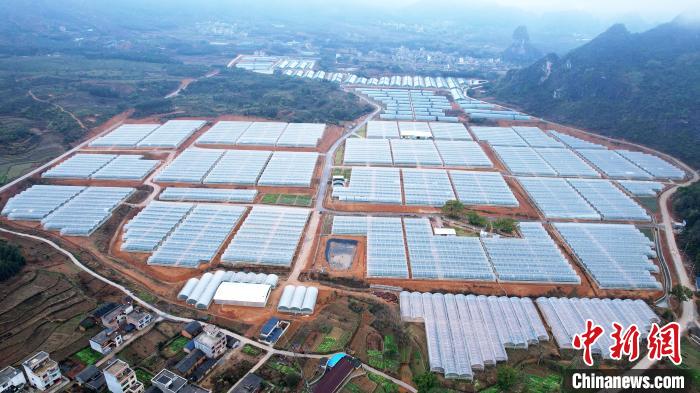 航拍賀州市平桂區(qū)羊頭鎮(zhèn)現(xiàn)代設(shè)施農(nóng)業(yè)產(chǎn)業(yè)園的連片高標(biāo)準(zhǔn)溫室大棚。　俞靖 攝