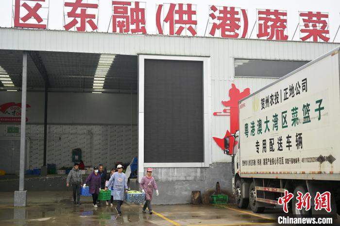 賀州市每年約有七成蔬菜供應(yīng)粵港澳大灣區(qū)市場(chǎng)。圖為菜農(nóng)們?cè)谵D(zhuǎn)運(yùn)各類蔬菜?！∮峋?攝