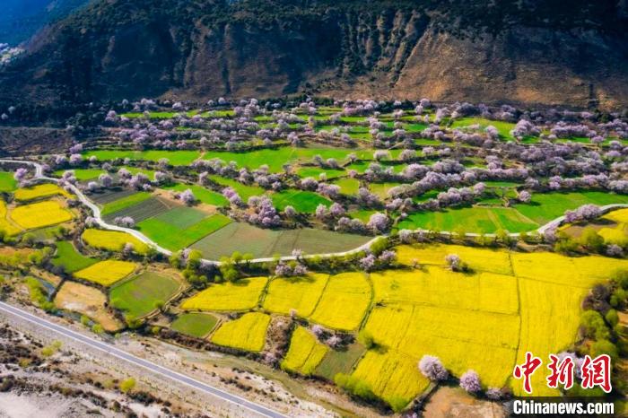 航拍點(diǎn)綴在田野間的桃花?！×种ナ新糜伟l(fā)展局 供圖