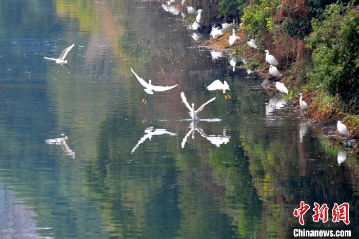 黃柏河白鷺翩飛。(資料圖) 張國榮 攝