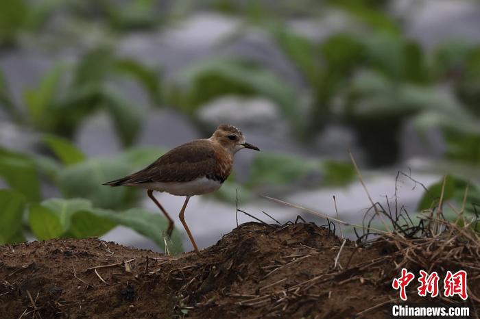 圖為東方鸻在濕地間覓食?！⌒?攝