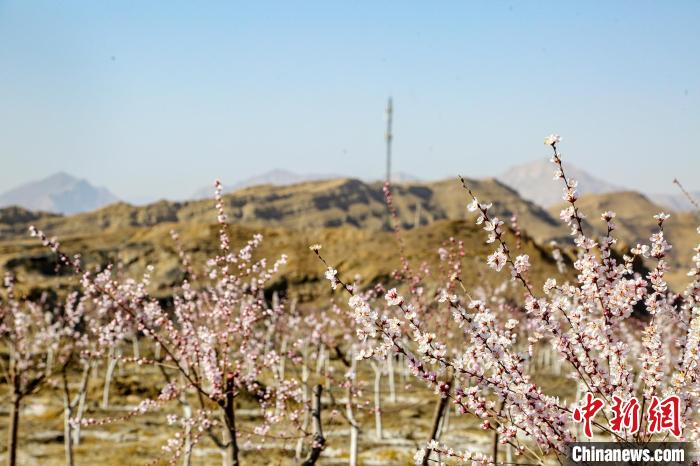 寧夏石嘴山：山花次第盛開(kāi)扮靚生態(tài)美