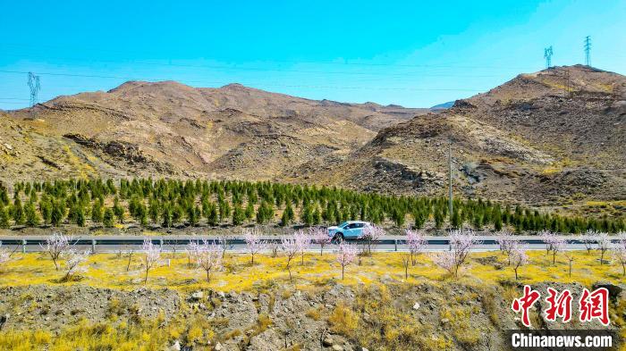 賀蘭山下盛開(kāi)的山桃花?！≠囀?攝