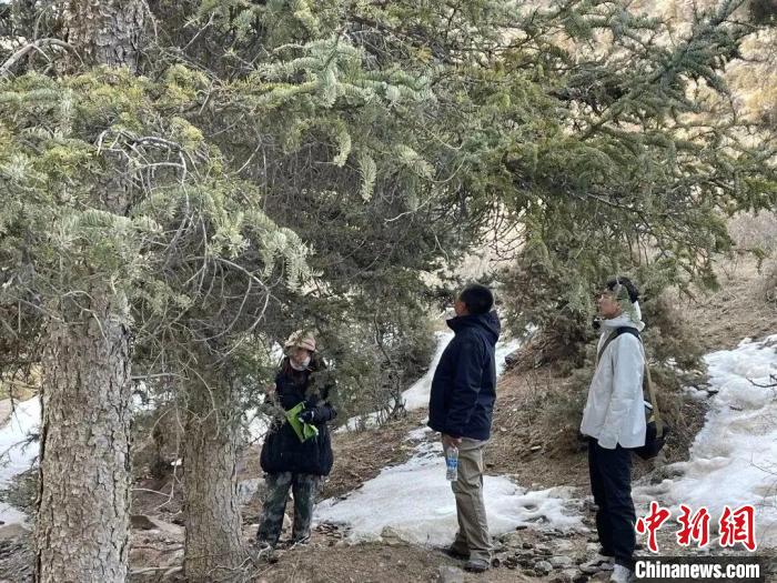 圖為工作人員布設(shè)紅外相機?！●R金蓮供圖