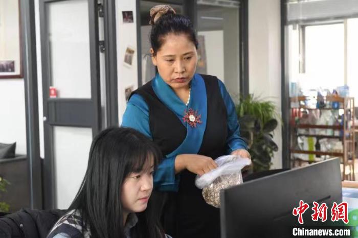 圖為尕旦木草與同事查詢青稞電商銷售情況?！〈魑牟?　攝