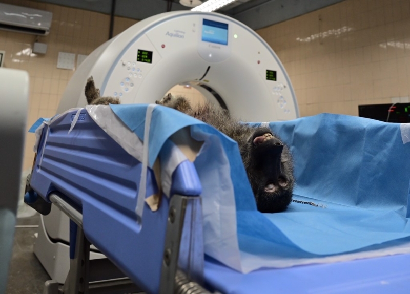 桃園一只狒狒流浪多日后中槍死亡。 圖片來源：臺灣“中時新聞網”.jpg