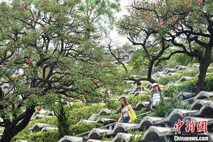 廣州市新塘華僑公墓迎來祭掃高峰 陳驥旻 攝 廣州市新塘華僑公墓迎來祭掃高峰 陳驥旻 攝