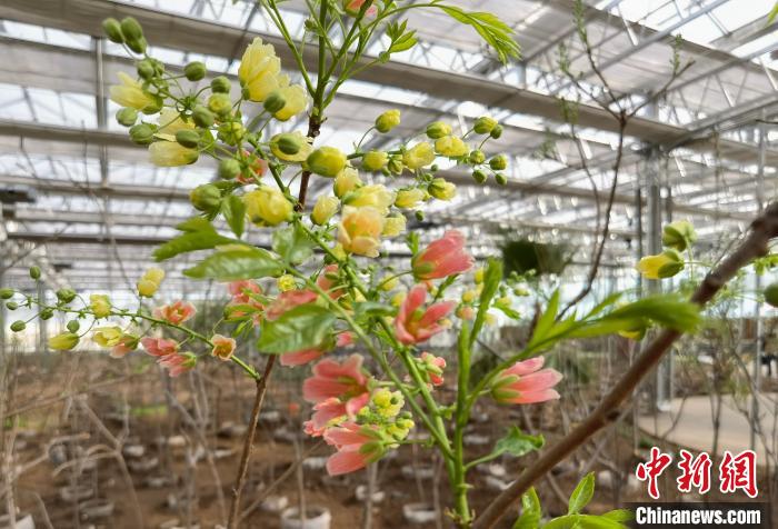 圖為林西縣種植的文冠樹?！钣矜霉﹫D