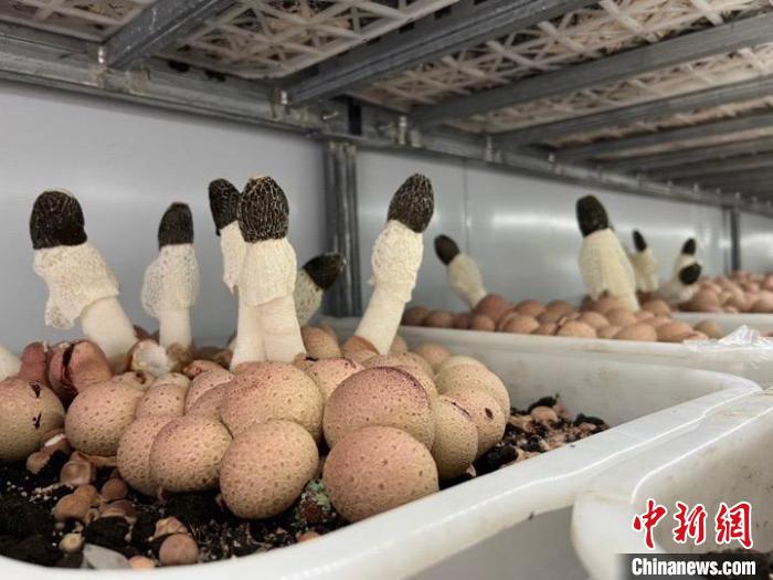 浙江鄉(xiāng)村觀察：“強(qiáng)村公司”如何抱團(tuán)發(fā)展？